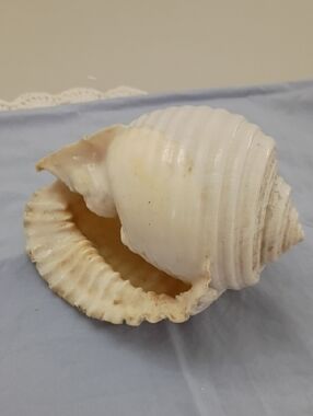 Natural White Decorative Sea Shell Accent